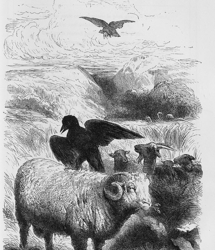 Le corbeau voulant imiter l'aigle